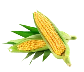corn